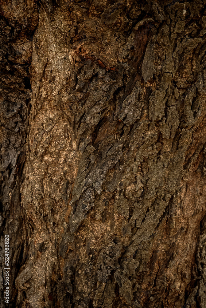 Bark of a tree Bark of a tree