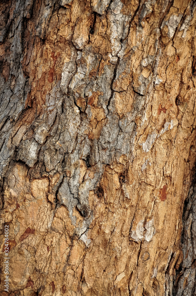 Fototapeta premium texture of bark of a tree