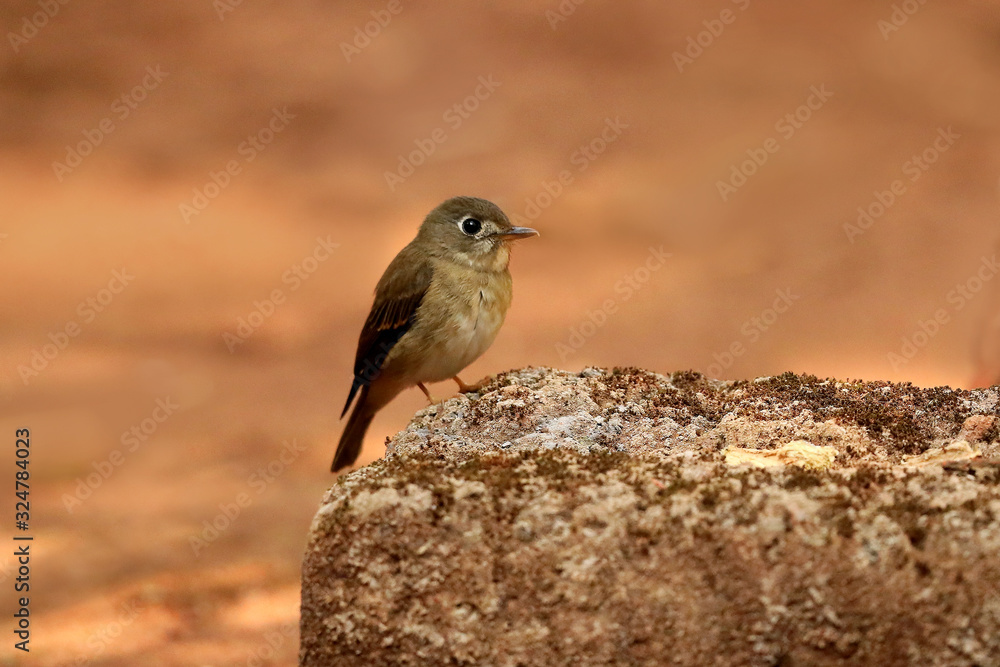 Asian Brown Flycatcher, Muscicapa latirostris, Ganeshgudi, Karnataka, India, Asian Brown Flycatcher, Muscicapa latirostris, Ganeshgudi, Karnataka, India,