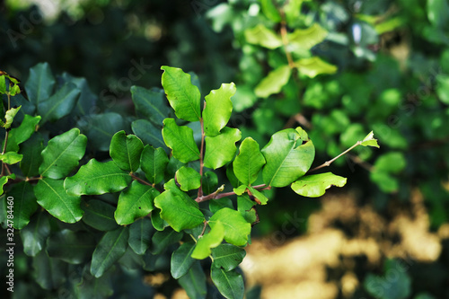 Tableau sur toile carob tree (Ceratonia siliqua) leaves