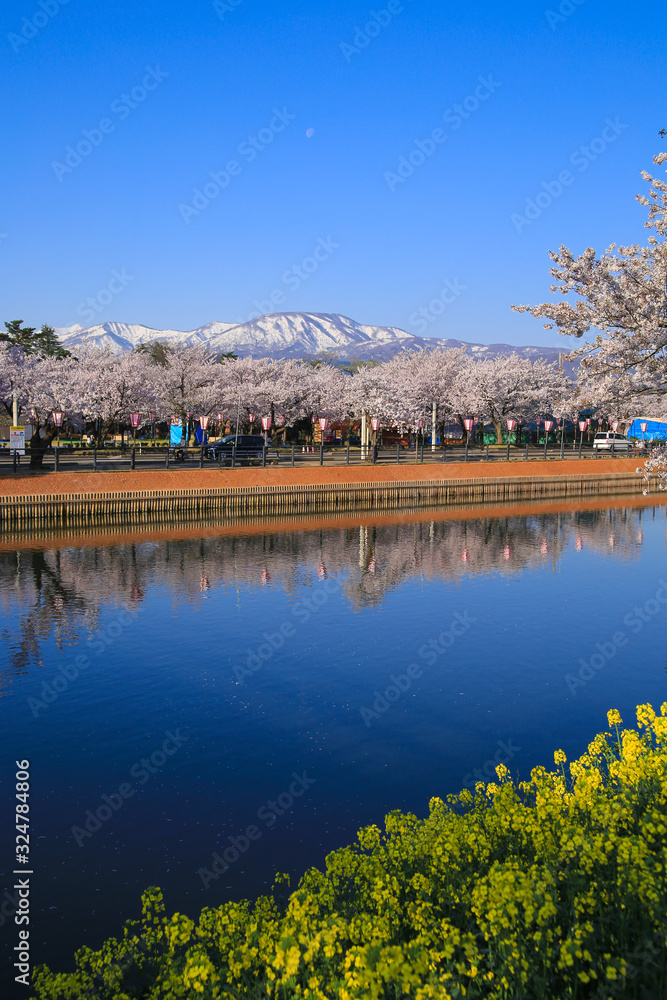 高田公園の桜と菜の花 Stock Photo | Adobe Stock