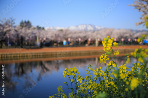 高田公園の桜と菜の花