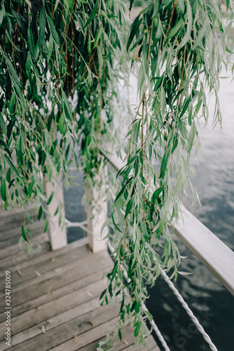 Branches of white willow (Salix alba) falling down. Detail willow. Branches of a white willow. Sunlight. Beautiful white willow. Salix alba. photo