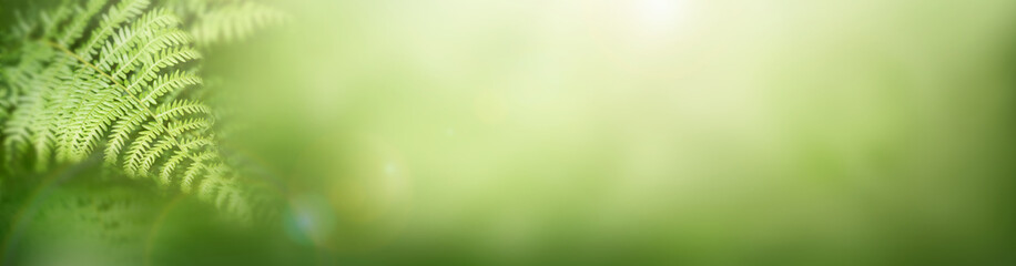 Lush spring green background of tropical forest foliage fern plants.