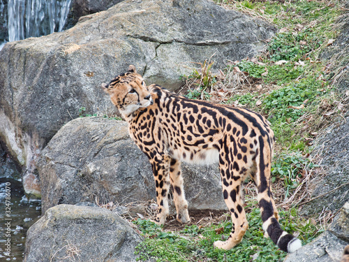 後ろが気になったキングチーターさん photo