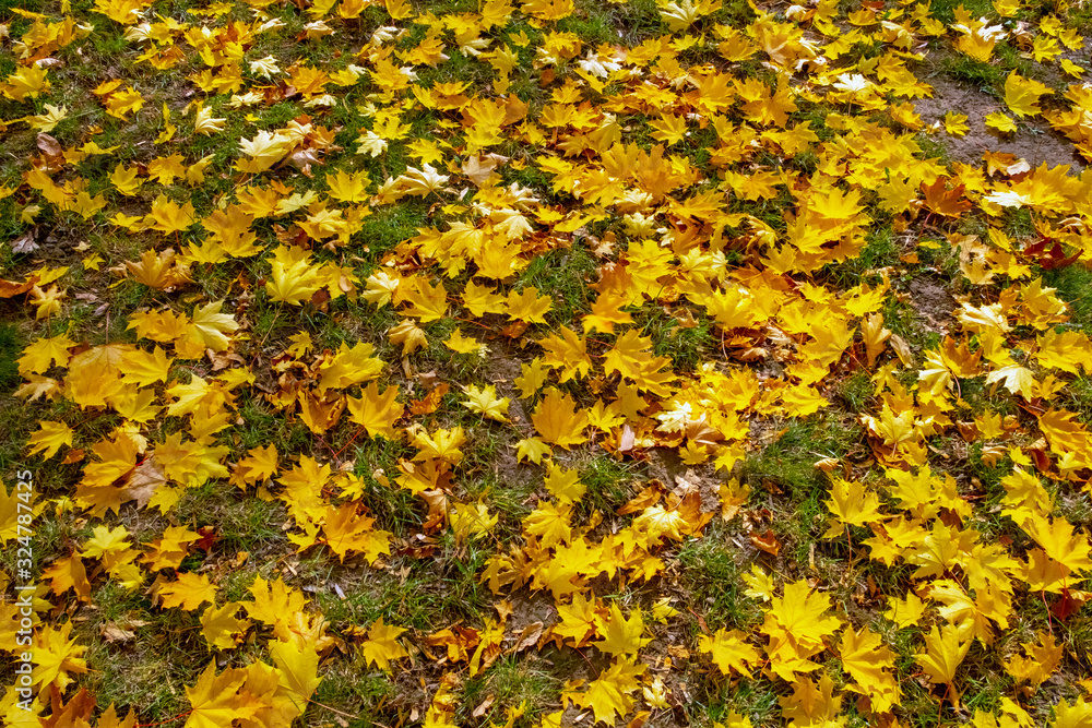 Yellow orange maple leaves laying on the ground. Beautiful autumn maple leaves. Organic beauty. Autumn season forest background. Fall nature. Yellow orange maple leaves laying on the ground. Beautiful autumn maple leaves. Organic beauty. Autumn season forest background. Fall nature.