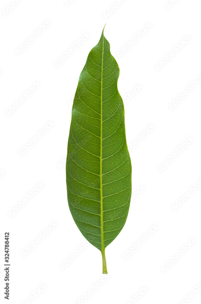 Green mango leaf isolated on white background Green mango leaf isolated on white background