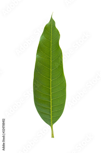 Green mango leaf isolated on white background