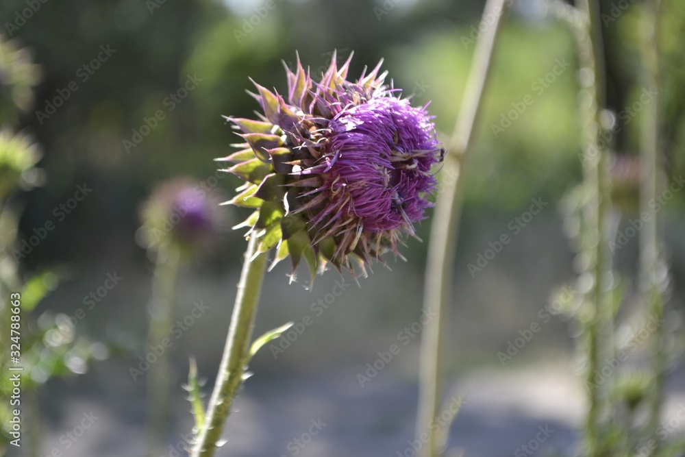 A Thistle flower that hasn't opened yet. A Thistle flower that hasn't opened yet.