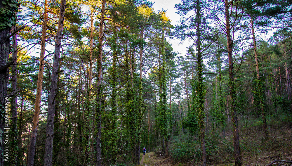 Breil sur Roya-Sentier de la Cougoule Breil sur Roya-Sentier de la Cougoule