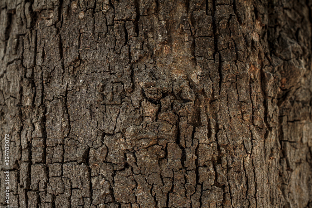 tree bark texture tree bark texture
