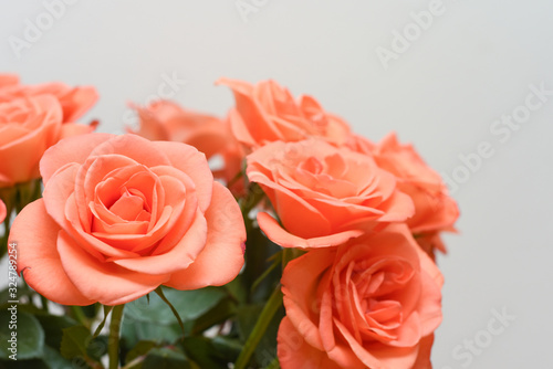 Pink roses close up with a white background