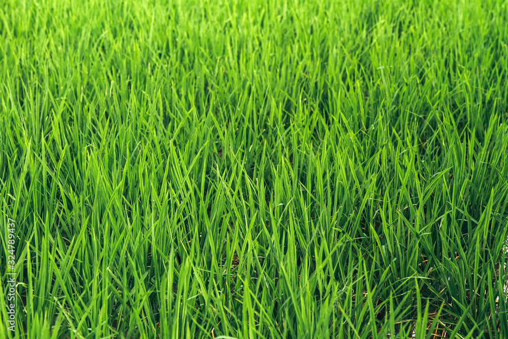 paddy background of green grass paddy background of green grass