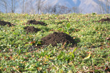 Molehills on lawn in the garden. Damaged lawn by European mole also known as Talpa Europaea