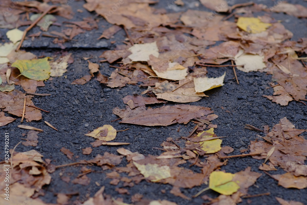Autumn, fall concept. Yellow leaves laying on asphalt. Autumn season background.