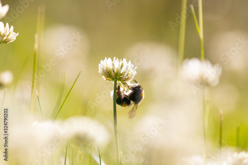 A bee hanging precariously underneath a delicate white clover flower in the hazy sunshine