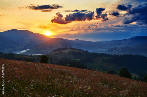 wildflowers  meadow and beautiful sunset in carpathian mountains - summer landscape  spruces on hills  dark cloudy sky and bright sunlight