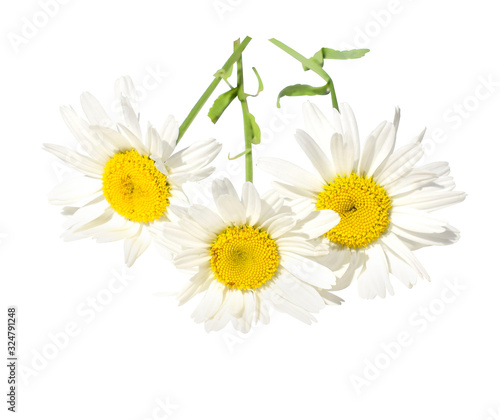 Fényképezés Three big daisies (camomile) isolated on white background.