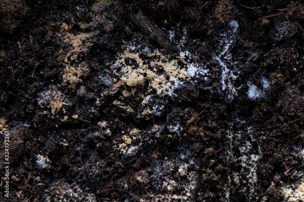 plants earth multicolored mold stones texture background dead seedlings plants earth multicolored mold stones texture background dead seedlings
