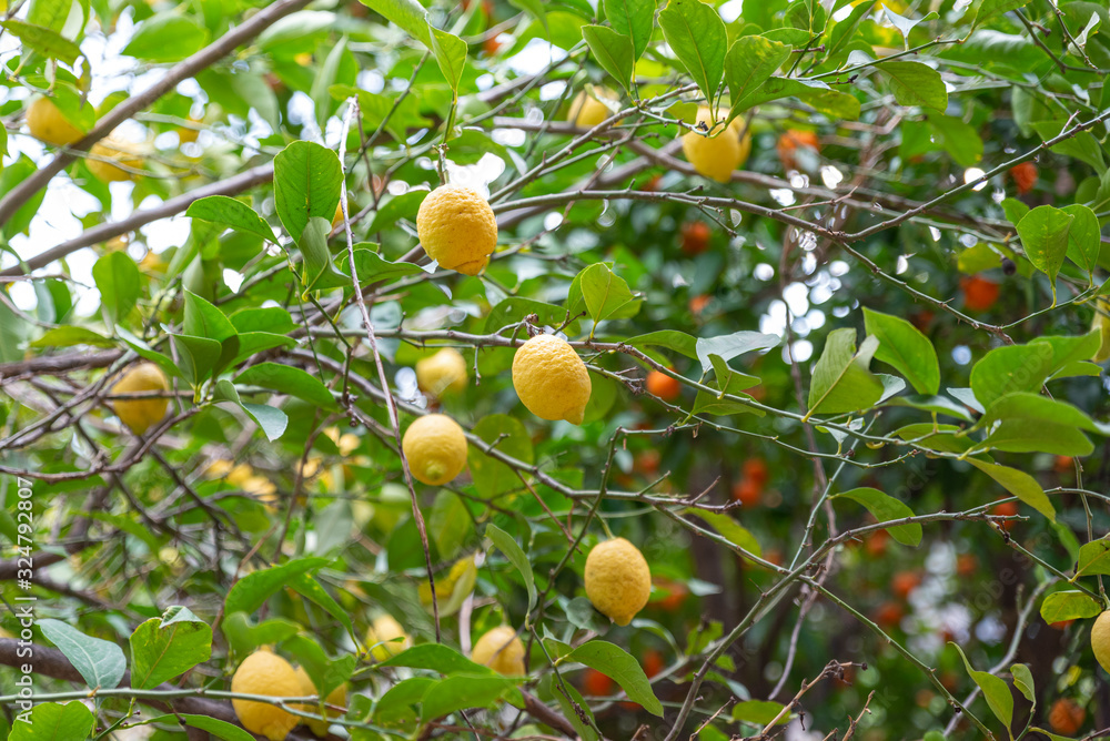 organic lemons in the citrus garden