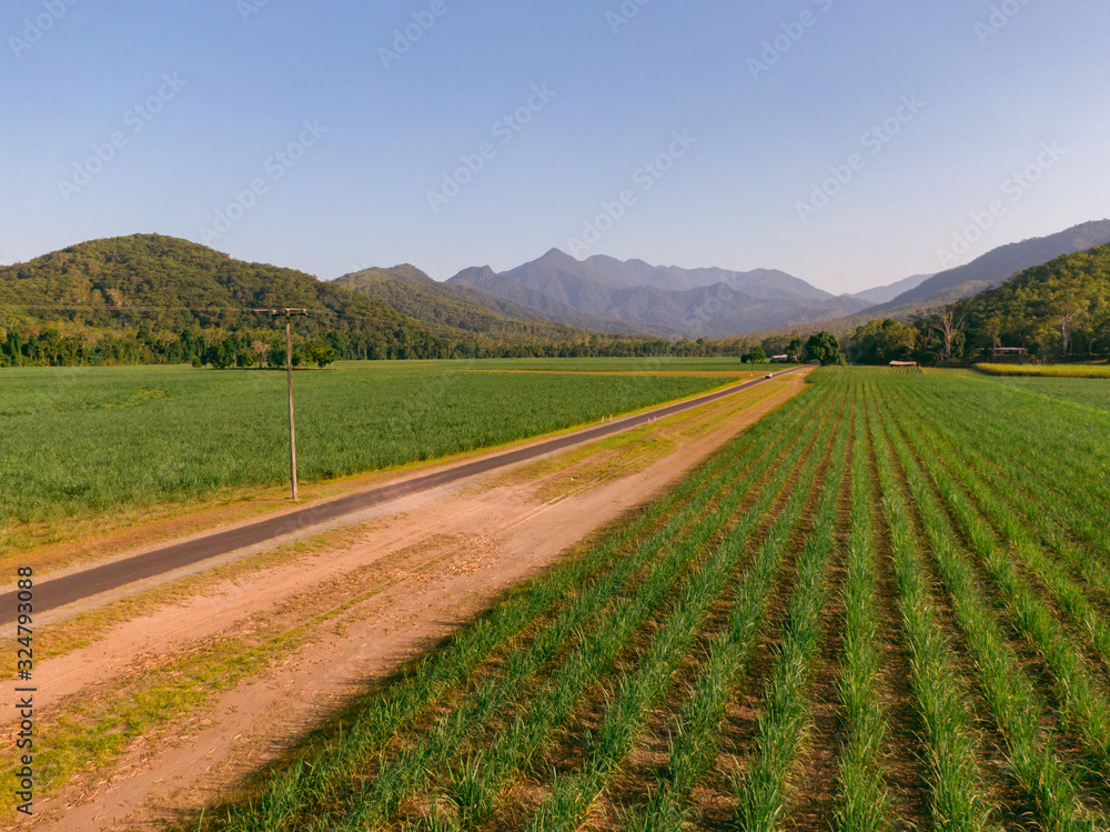 Beautiful mountain landscape with sugar cane fields foreground. Dramatic DRONE aerial view of fields, trees, green forest, farm, mountains, blue sky & road. Shot in Walsh's Pyramid, Cairns, Australia.