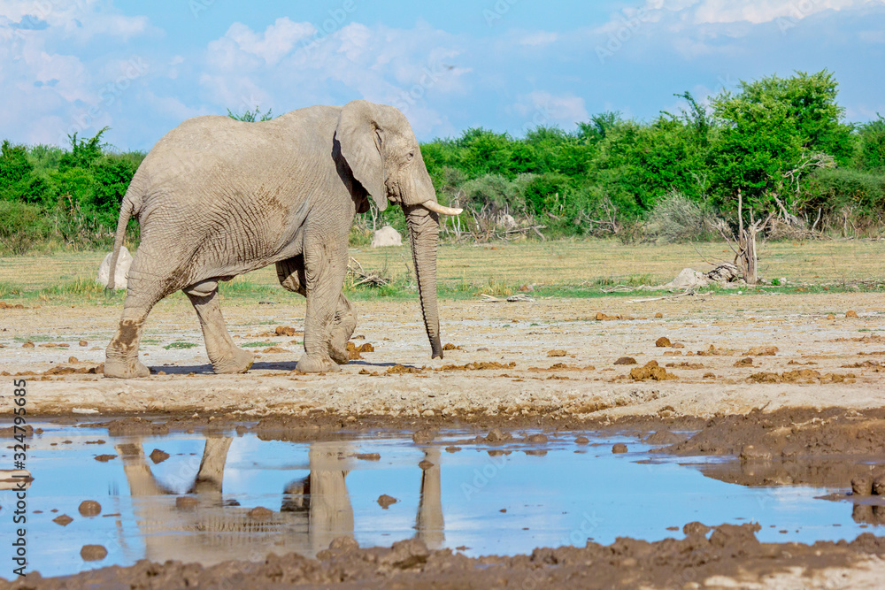 Obraz premium Elefant