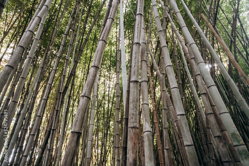 View from below of long bamboo stalks. Pattern of green vertical lines with the blue background of the sky. Natural picture of a Bamboo forest.