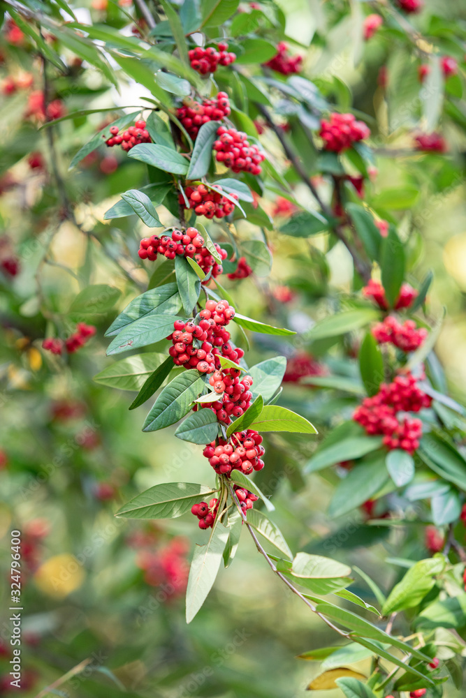 Common red elderberry, red-berried elder berries on the branch in the garden. Red elder on the branches in the garden. Red elder on the branches close up