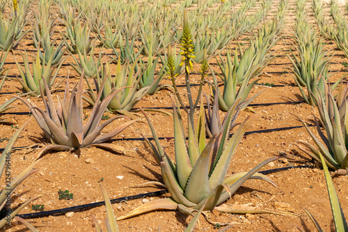 Aloe Vera plants on a farmland