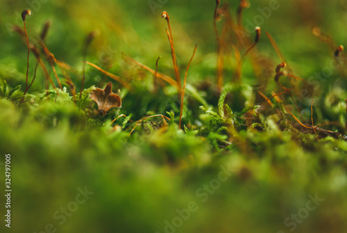 Green moss in the spring forest. Selective focus macro shot with shallow DOF
