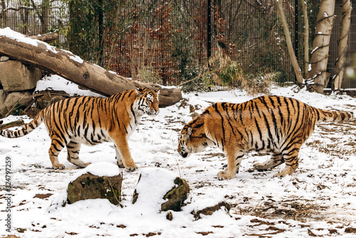 Tiger walks on snow-covered ground