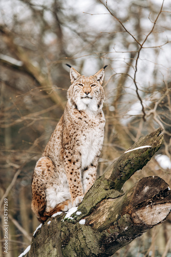 Lynx climbs trees on a Sunny winter day