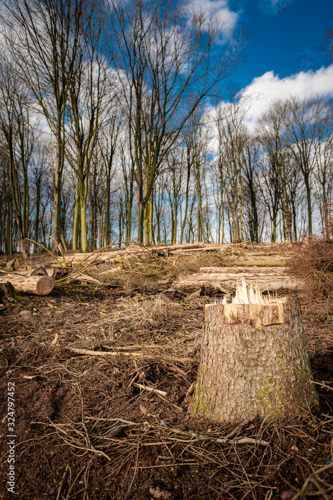 Illegal deforestation. The destruction of the forest Illegal deforestation. The destruction of the forest