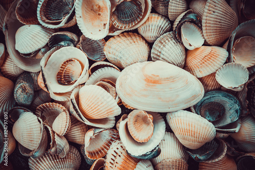Mixed colorful sea shells as background. Sea Shell Texture