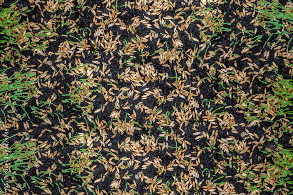 Sprouted oat seeds on the ground, top view. Fresh oat sprouts close up. Sprouted oat seeds on the ground, top view. Fresh oat sprouts close up.