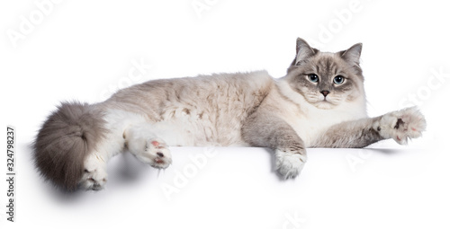 Pretty Neva Masquerade cat laying down side ways. Looking towards camera with light blue eyes. Isolated on a white background. One paw playful in air.