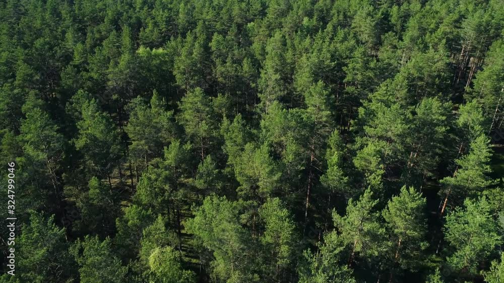 Aerial view of pine forest during sunny summer day in Northern Europe Aerial view of pine forest during sunny summer day in Northern Europe