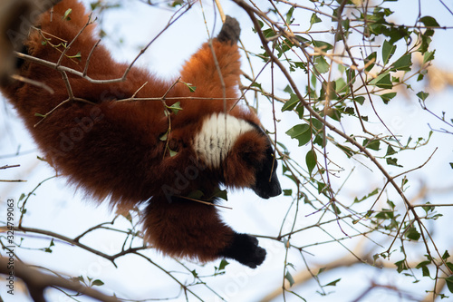 El lémur rufo rojo (Varecia rubra) es una de las dos especies del género Varecia photo