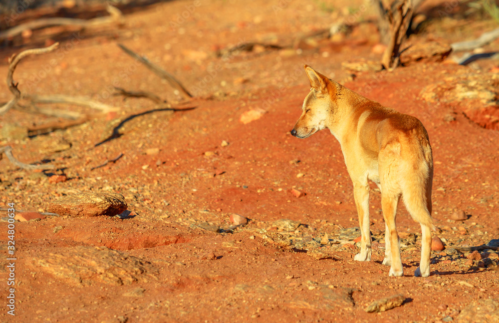 Back view of dingo, Canis dingo, Canis dingo, a wild dog that is found in  Australia,