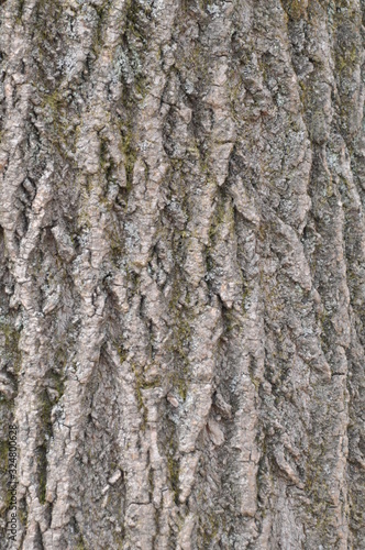  The bark of Pine tree