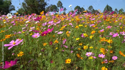Colorful flower field of wild flowers on a cool day.