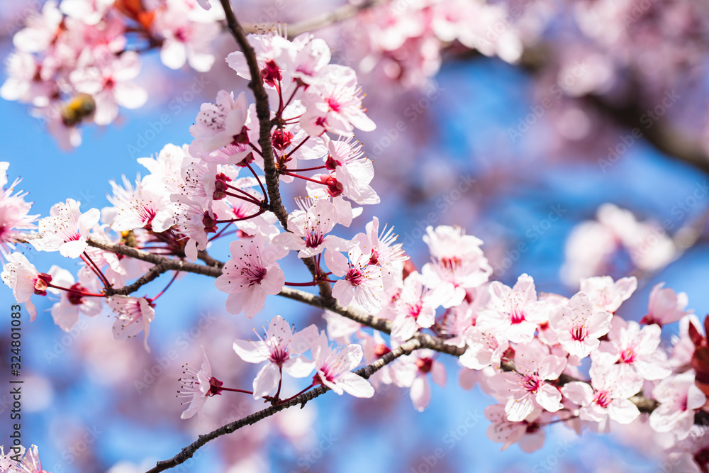 cherry tree in bloom with pink flowers.spring background 