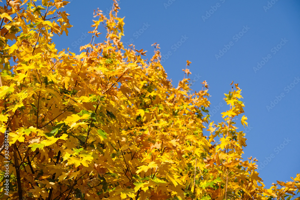 Fototapeta premium Yellow maple leaves against blue sky.