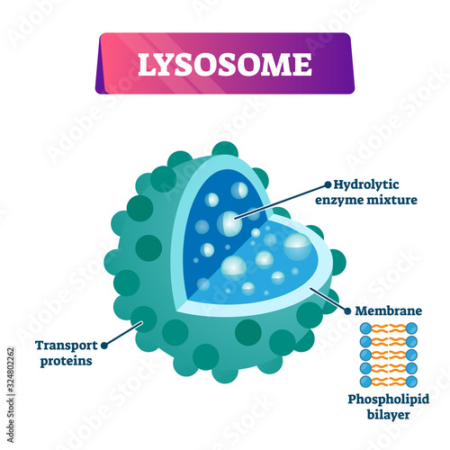 Lysosome cell organelle vector illustration labeled cross section diagram