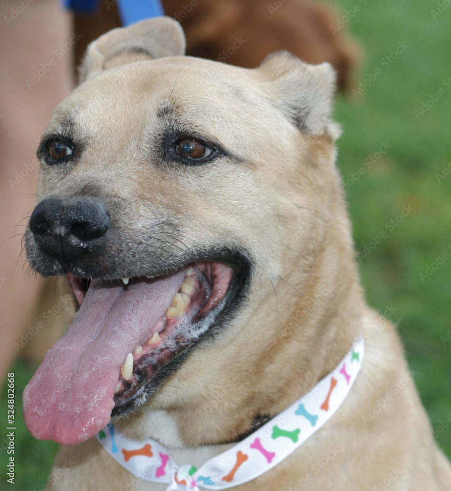 Close up of a dog's face with its tongue sticking out