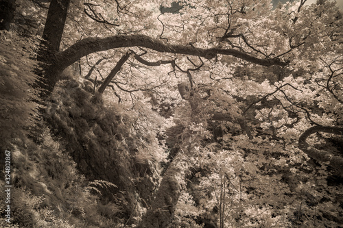 Waldlandschaft in Infrarot