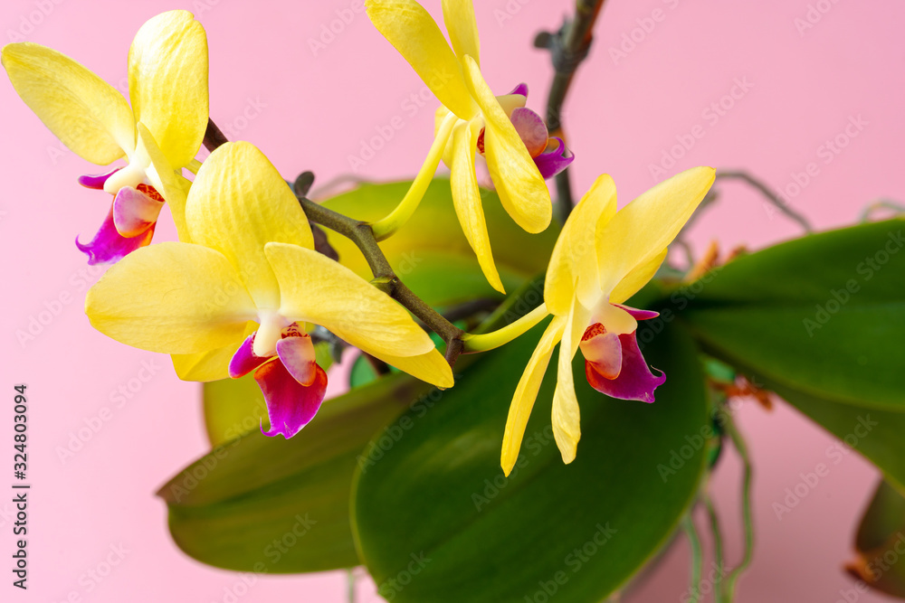 Naklejka premium Close up photo of yellow blooming orchid branch