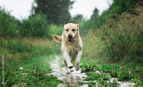 Funny dog playing under raindrops in countryside