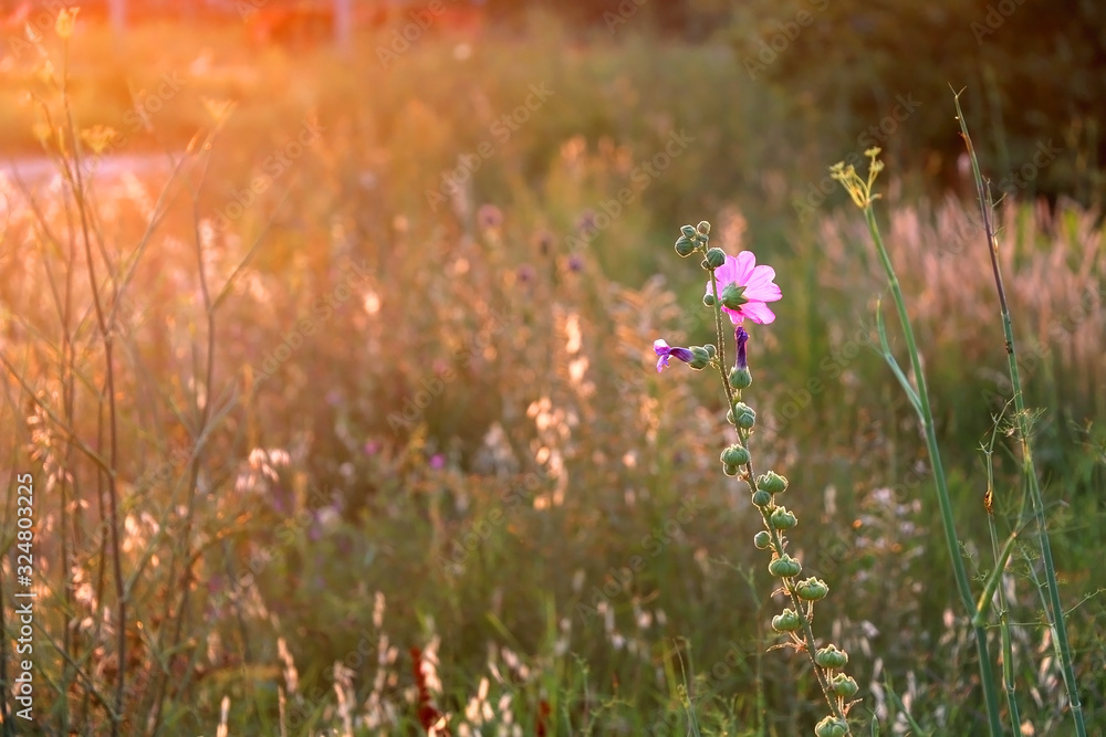 Wildflowers illuminated by warm golden hour light. Selective focus.