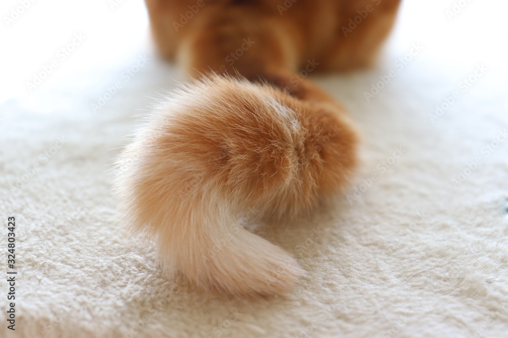 ふわふわくるりん尻尾猫アメリカンショートヘアー ふわふわくるりん尻尾猫アメリカンショートヘアー